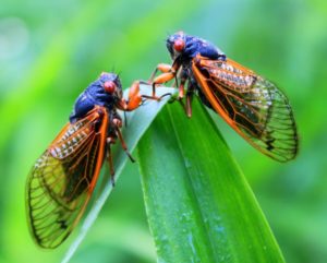 image of bugs