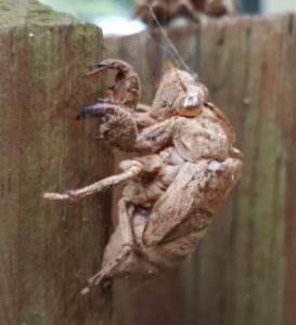 image of bugs
