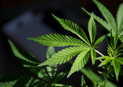 New state law will not affect ban on possessing or using marijuana at Virginia’s Community Colleges