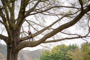 A person wearing a climbing rig and standing on a branch of a large tree.